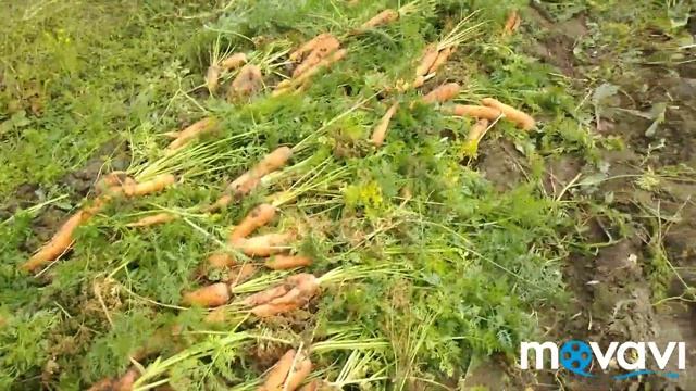 Сбор урожая моркови! смотреть онлайн