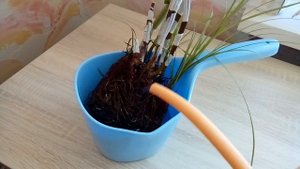 Дендрофаленопсис гигант Пересадка Уход в домашних условиях