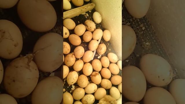 Инкубатор из пенопласта# смотреть онлайн