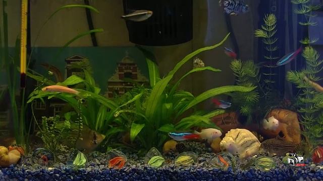 Как правильно выбрать освещение аквариума.Какие выбрать лампы люминесцентные или LED.Плюсы и минусы смотреть онлайн