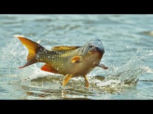 ПОКЛЁВКА И ВЫВАЖИВАНИЕ КАРПА