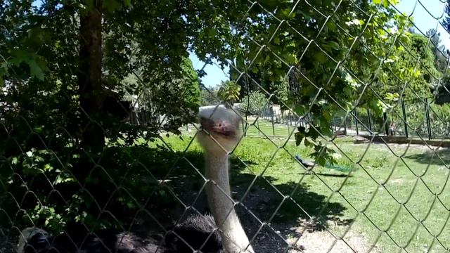 Дендрарий в Сочи смотреть онлайн