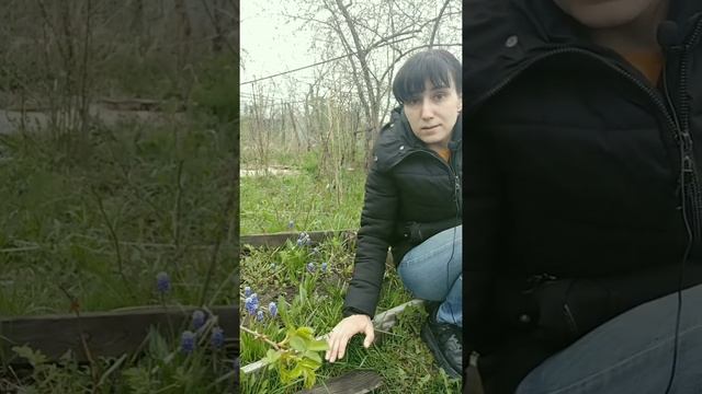 Мускари смотреть онлайн