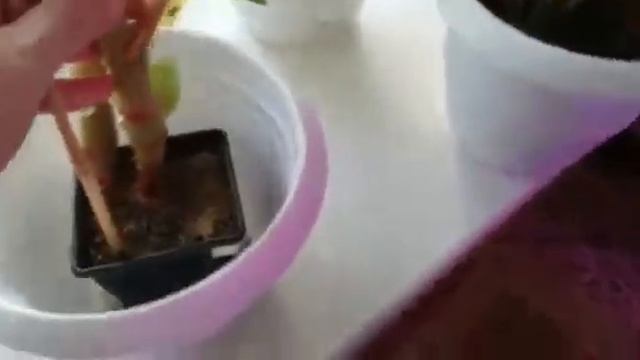 Продолжаю уход за бегониями в осенне - зимний период смотреть онлайн