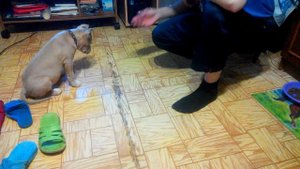 Амстафф 3 месяца