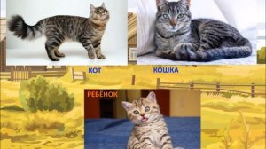 Домашние животные Мамы, папы и их дети Развивающее видео для детей