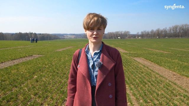 Причины поражения озимых зерновых - сроки сева.