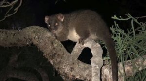 Удивительные соседи. Западный кольцехвостый кускус