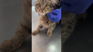 Щечка опухла у Пуси, обратите внимание 🏥💊🐈 #кошка