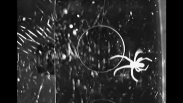 Что делают пауки в космосе на МКС? Конечно плетут паутину! Но какую? смотреть онлайн