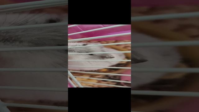 новый корм рекомендую