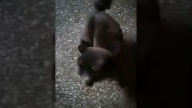 Кошка инвалид, нужен ДОМ ! Нужно лечение! Кошке 2 года. смотреть онлайн