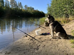 рыбалка с ночевкой на закидушки.mp4
