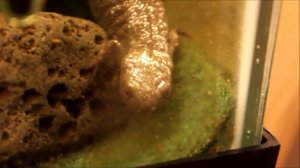 Тритоны. Содержание. Виды