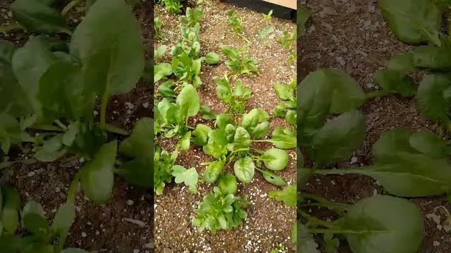 Happy Easter ? Greenhouse Tour