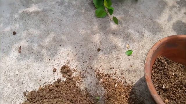 How to Grow Hibiscus from Cuttings.//गुड़हल की कटिंग कैसे लगाए। (Hindi/urdu) TERRACE GARDEN смотреть онлайн