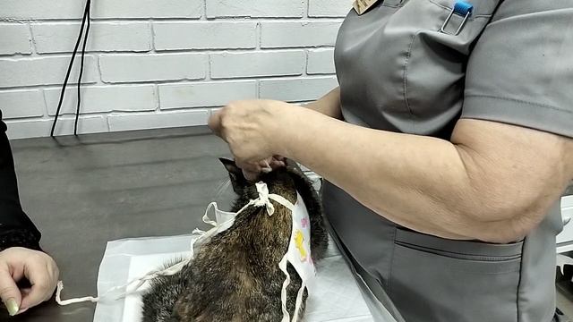 Как правильно одевать послеоперационную попону кошке после стерилизации