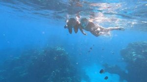 Египет. Риф пляжа Фарша. Побережье Шарм-Эль-Шейха. Подводный мир Красного моря.