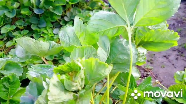 Клубника готовим новый заказ рассады жемчужина нашей коллекции Азия. смотреть онлайн