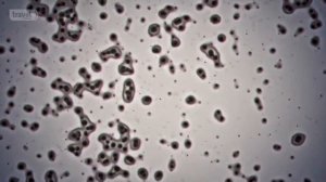 Необычная еда. Гастрономические путешествия. Сан Франциско