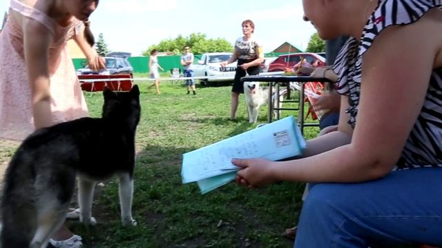 31 мая выставка собак смотреть онлайн