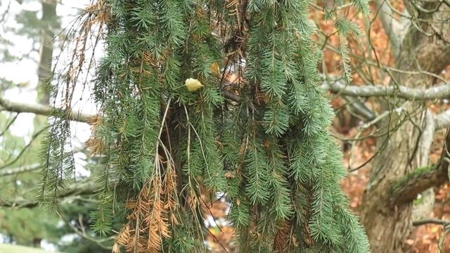Pseudotsuga menziesii 'Pendula' douglaska tisolistá смотреть онлайн
