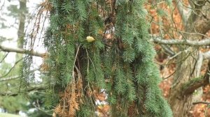 Pseudotsuga menziesii 'Pendula' douglaska tisolistá