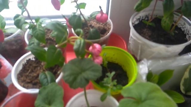 Отличный результат укоренения бегонии Элатиор. смотреть онлайн