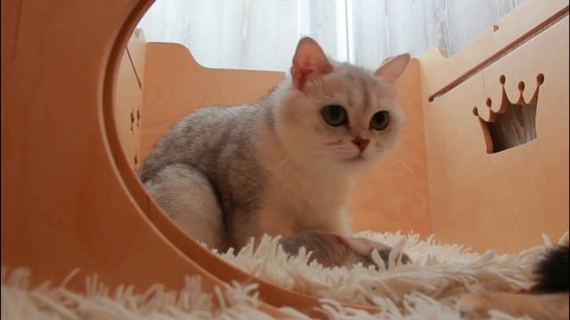 Две кошки воспитывают котят вместе. #Генодетки39 #Генодетки40 смотреть онлайн