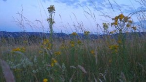 Wind dance in the field/Танец ветра в поле