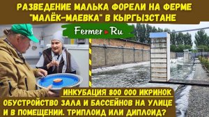 800 000 икринок, а сколько форели? Бизнес по инкубации икры, выращиванию малька и товарной форели.