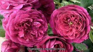 Роза Принц (The Prince)