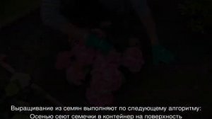 Гортензия Букет Роуз (Bouquet Rose) крупнолистная