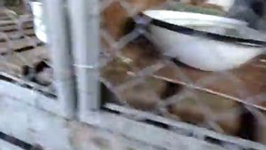 Разведение и содержание кроликов, клетки для них, кормление(Видео №2)