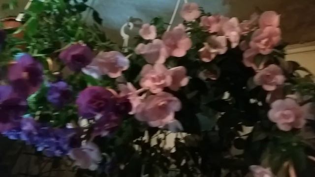 Вечерний променад по балкону. Пассифлора расемоза и компания смотреть онлайн