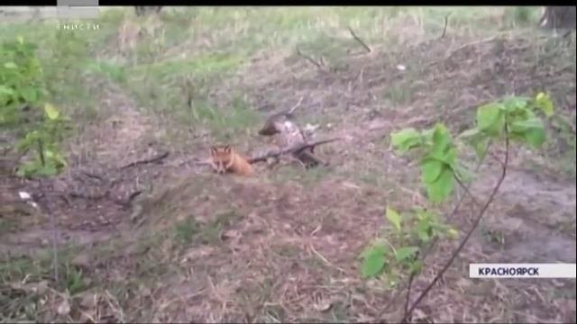 На острове Татышев красноярцы заметили лисят