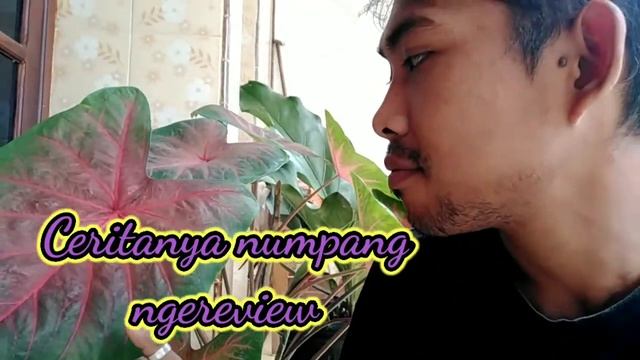 Caladium Red Spider Keladi Yang Mudah Dirawat смотреть онлайн