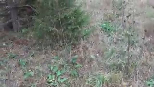 по грибы 1 октября 2016г
