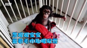 Animals in Shanghai Zoo stay comfy despite drastic temperature drop