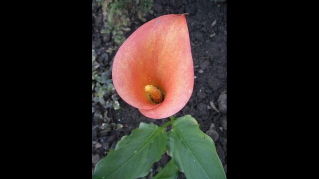 Каллы (Зантедеския). Что я делаю, что бы мои каллы цвели и успешно перезимовали. смотреть онлайн