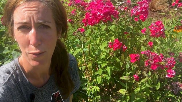 What's Blooming in July | Cut Flower Gardening | Zone 8b смотреть онлайн