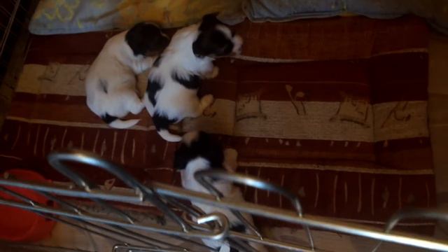 Резервирование щенков Бивера от п-ка ФилВанТипТоп. смотреть онлайн