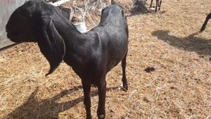 Козел проверяет какие козы не покрыты ?