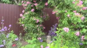 Цветение плетистой розы на арке