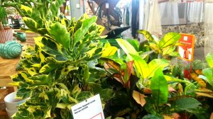 ?ОБИ⚘БОЛЬШОЙ МЕГА ЗАВОЗ КОМНАТНЫХ ЦВЕТОВ????