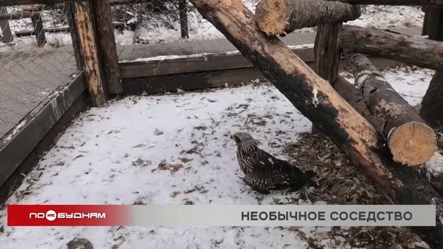 Разные виды хищных птиц уживаются в одном вольере в Иркутском зоосаде