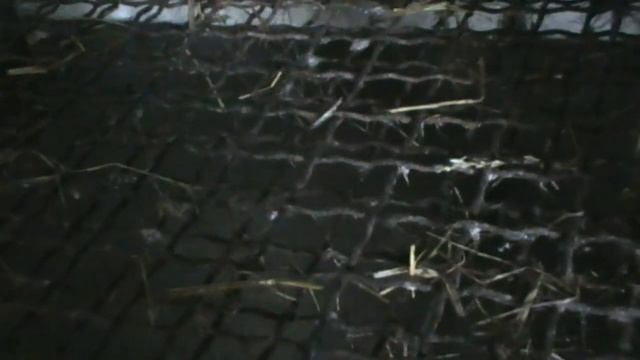 КАКОЙ ПОЛ В ВОЛЬЕРАХ У НАШИХ НУТРИЙ?????? смотреть онлайн