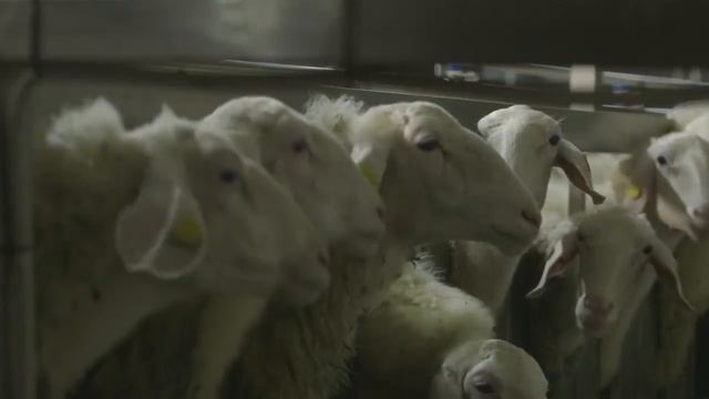 +7(912)233-76-56 Доильный зал: залы доильные для овец и коз из нержавеющей стали Sylco Hellas Греци смотреть онлайн