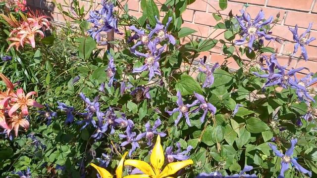 Клематис "Сизая птица" смотреть онлайн