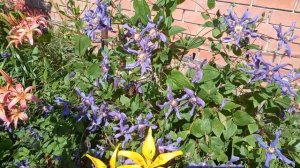 Клематис "Сизая птица"